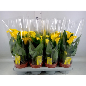 Zantedeschia  'Sunclub'