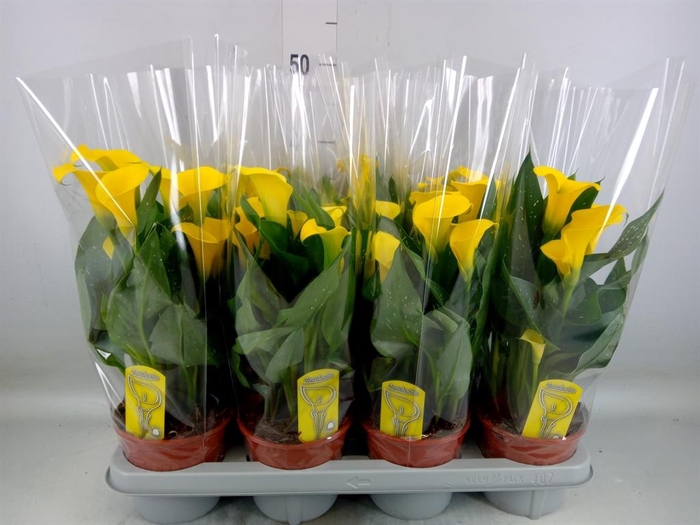 <h4>Zantedeschia  'Sunclub'</h4>