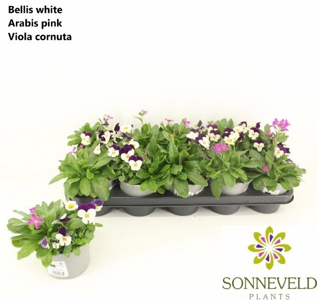 <h4>PERKPL TOEF 3 KL</h4>