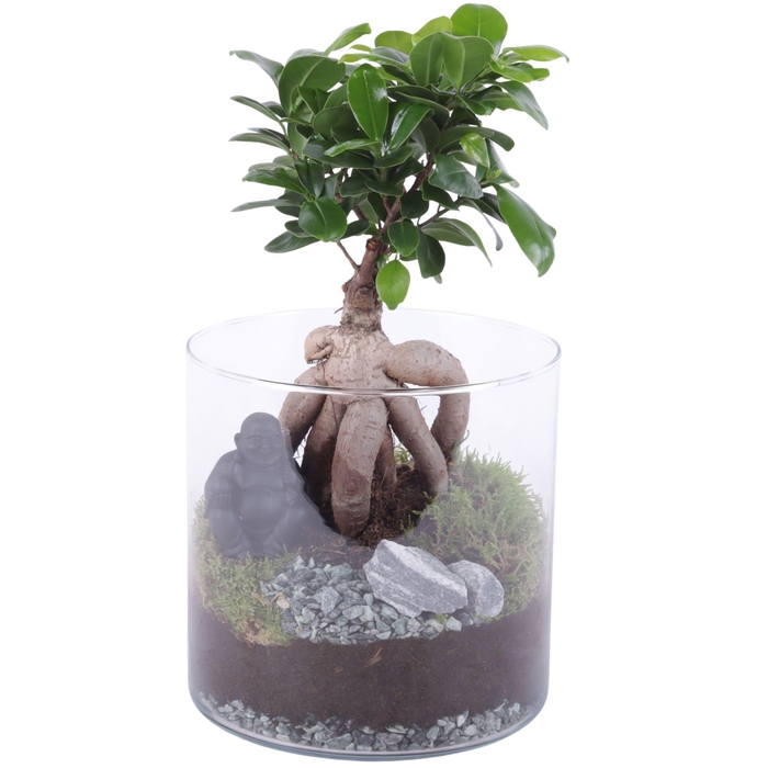<h4>Ficus m. Ginseng Ø12cm in Glass Vase Cylinder Ø19cm</h4>
