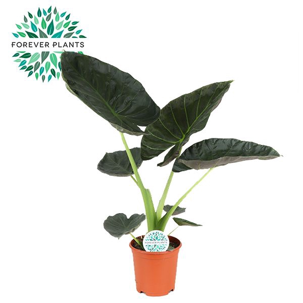 <h4>Alocasia Regal Shield</h4>