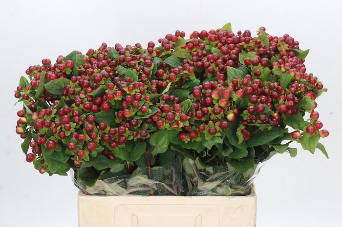 <h4>Hypericum Magical Seasons</h4>