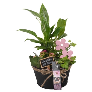 Arr.   Planten L%