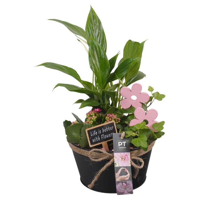 <h4>Arr.   Planten L%</h4>