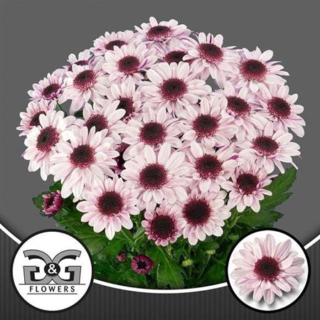 <h4>Chrysanthemum Indicum Grp tros Stresa</h4>