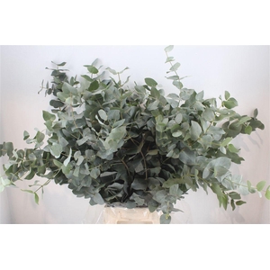 Euca Cinerea 300gr P Bunch