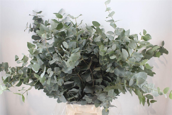 <h4>Euca Cinerea 300gr P Bunch</h4>