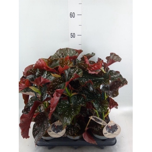Begonia maculata