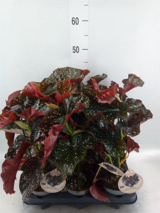 <h4>Begonia maculata</h4>