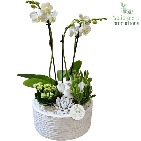 <h4>PE004 Stella White VM</h4>