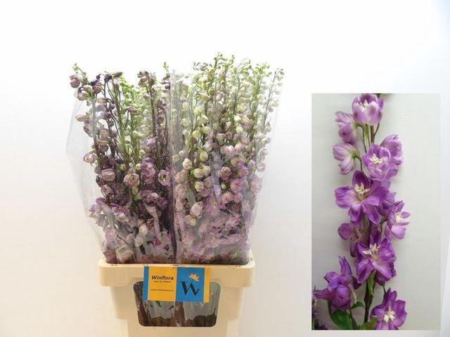 <h4>DELPH DU OV roze</h4>