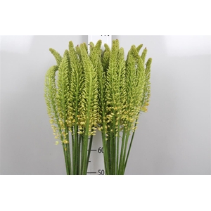 Eremurus Yellow Rebe