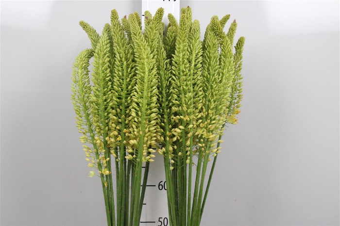 <h4>Eremurus Yellow Rebe</h4>