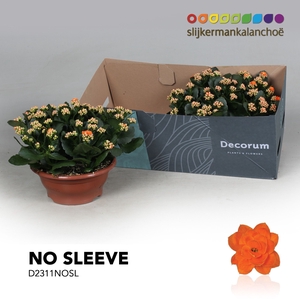 Kalanchoe No Sleeve - Orange