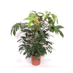 Philodendron pedatum