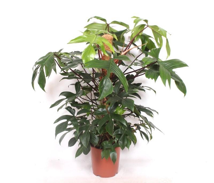 <h4>Philodendron pedatum</h4>