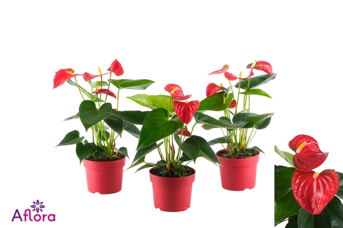 ANTHU AN BAMBINO RED