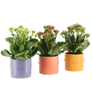 7503511: Love School Kalanchoe