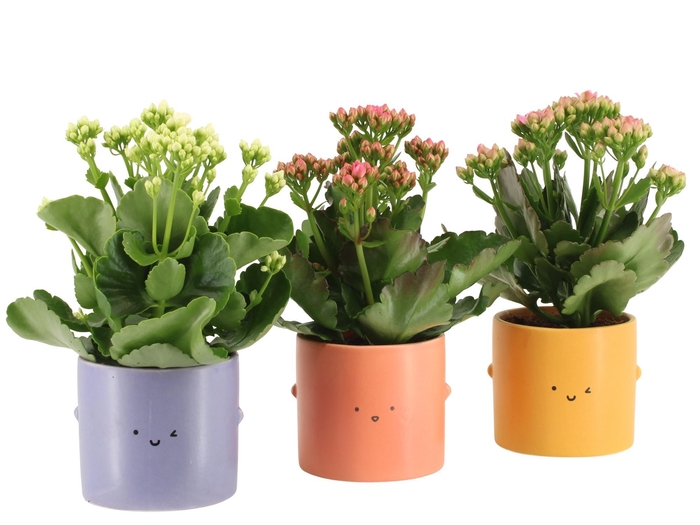 <h4>7503511: Love School Kalanchoe</h4>