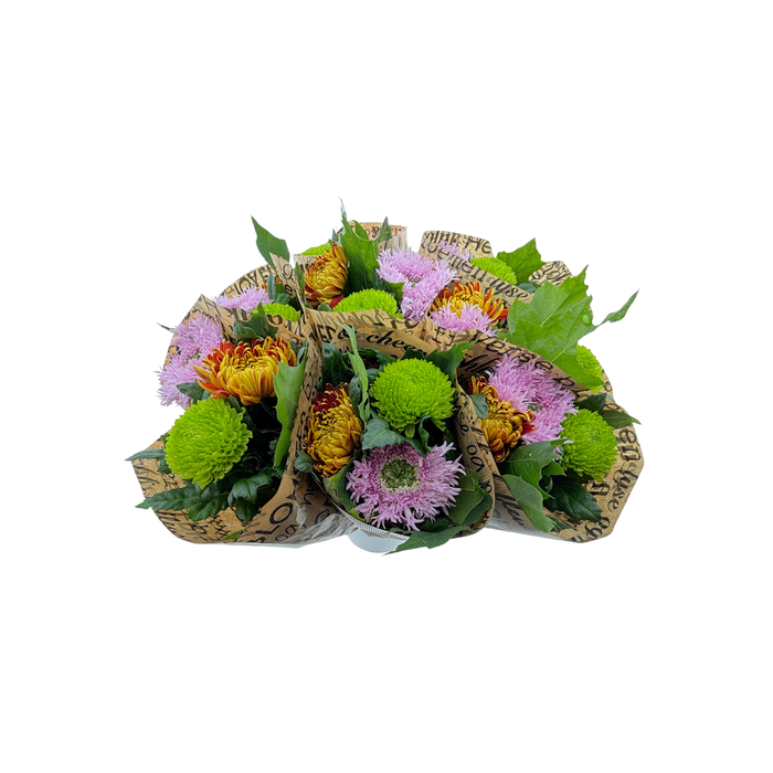 <h4>BQ Chrysanthemum Mix</h4>
