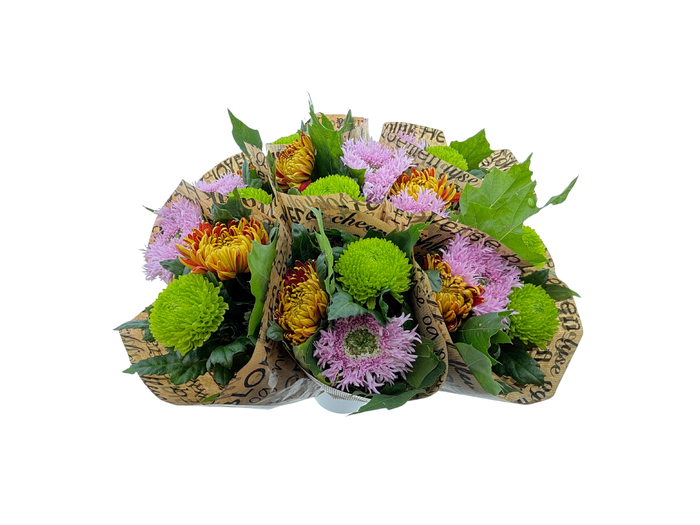 BQ Chrysanthemum Mix