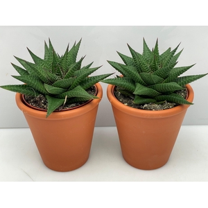 HAWO LIMIFOLIA