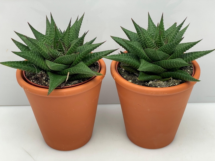 <h4>HAWO LIMIFOLIA</h4>