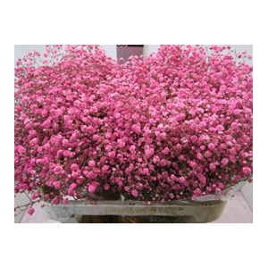 GIPSOPHILLA XLENCE PINK