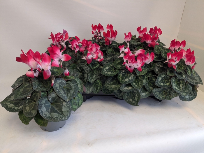 <h4>CYCL MD INDIAKA</h4>