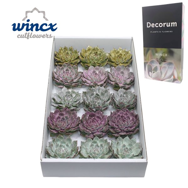 <h4>Echeveria Lindsyana Glitter Mix Lovely Christmas</h4>