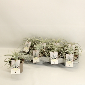 TILLANDSIA XEROGRAPH