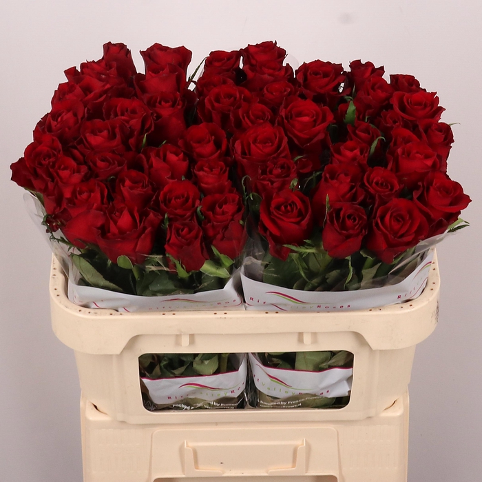 <h4>R GR EVER RED</h4>