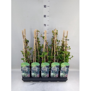 Hydrangea anomala subsp. petiolaris