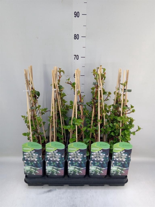 <h4>Hydrangea anomala subsp. petiolaris</h4>