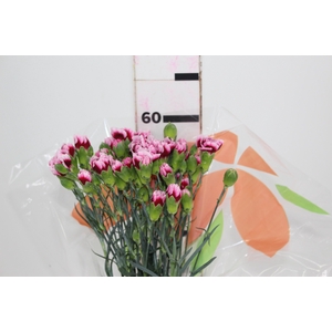 CRAVO SPRAY TANGO 060 CM