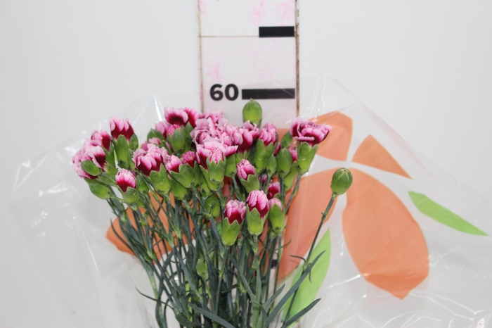<h4>CRAVO SPRAY TANGO 060 CM</h4>