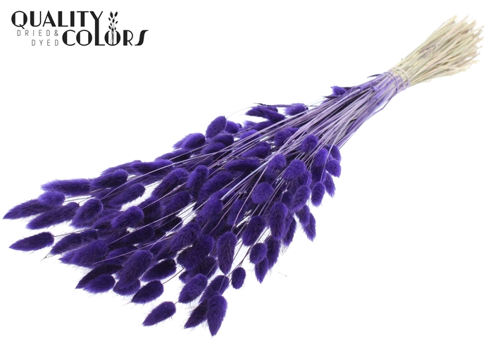 <h4>Lagurus Premium per bunch Purple</h4>