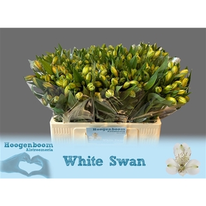 Alstroemeria White Swan 40 gram