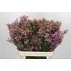 Chamelaucium Kerryn