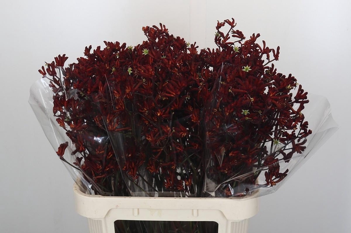 <h4>Anigozanthos Bush Ruby</h4>