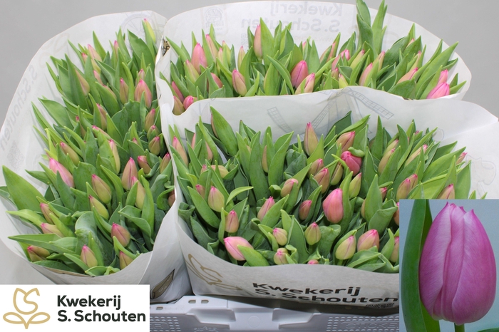 <h4>TU EN CHRISTM DREAM</h4>