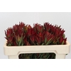 Leucadendron Blush Spray