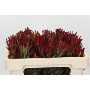 Leucadendron Blush Spray