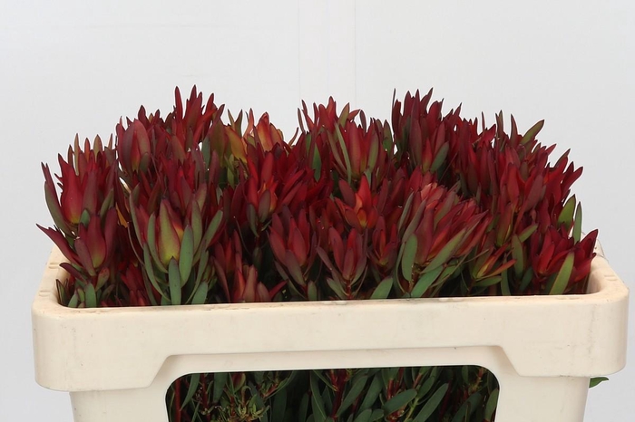 Leucadendron Blush Spray