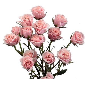 Rosa spray (our choice) pink light