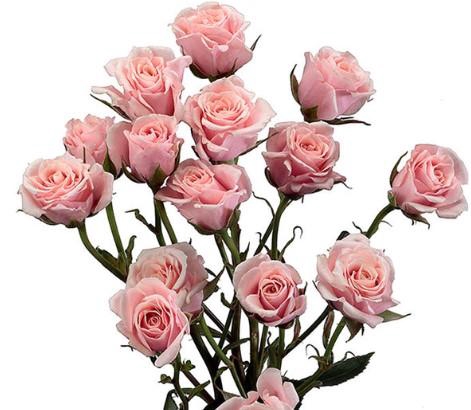 <h4>Rosa spray (our choice) pink light</h4>