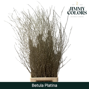 Betula L120 Mtlc. Platina