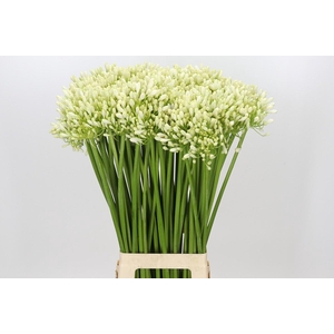 Agapanthus White Grace