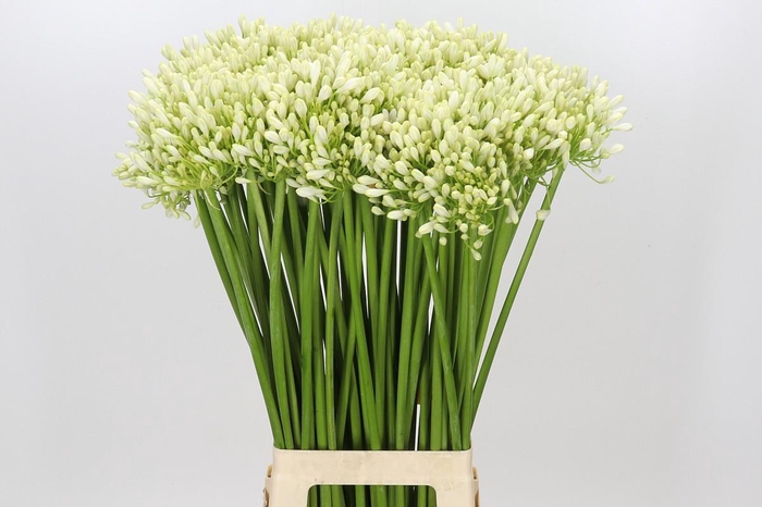 <h4>Agapanthus White Grace</h4>
