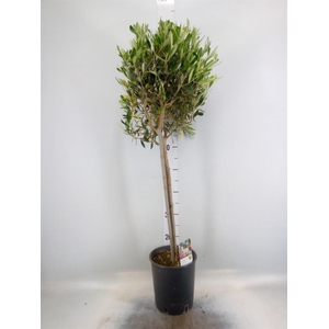Olea europaea